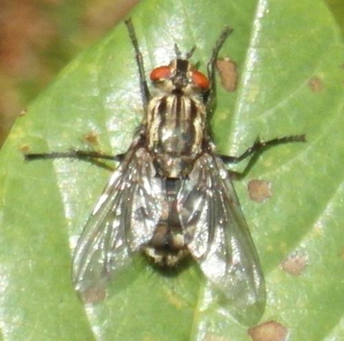 Sarcophaga sp.